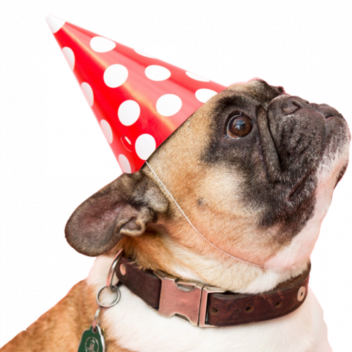 pug-party-cn-1024x1024-1-1024x1024