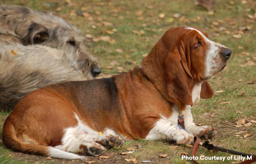 If you’ve ever seen a Hush Puppies shoe commercial, you are familiar with the Basset Hound.  This breed is one of six French Basset-type breeds.  This short-legged scent hound originated in the sixteenth century.