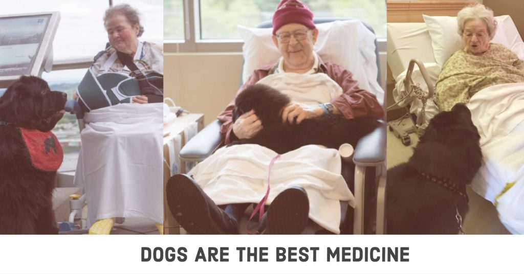 Dogs Are the Best Medicine